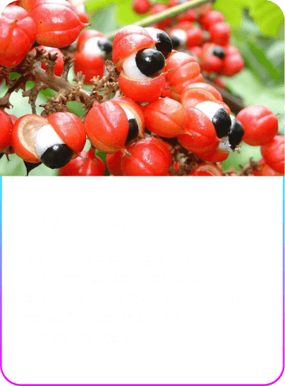 Guaraná (1) (1)